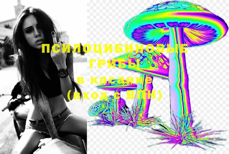 Галлюциногенные грибы Psilocybe  как найти наркотики  Алзамай 